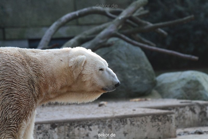 zoo-wuppertal-eisbaeren-012