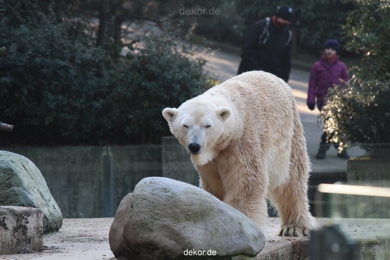 zoo-wuppertal-eisbaeren-014