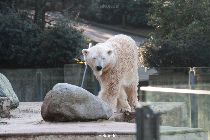 zoo-wuppertal-eisbaeren-016