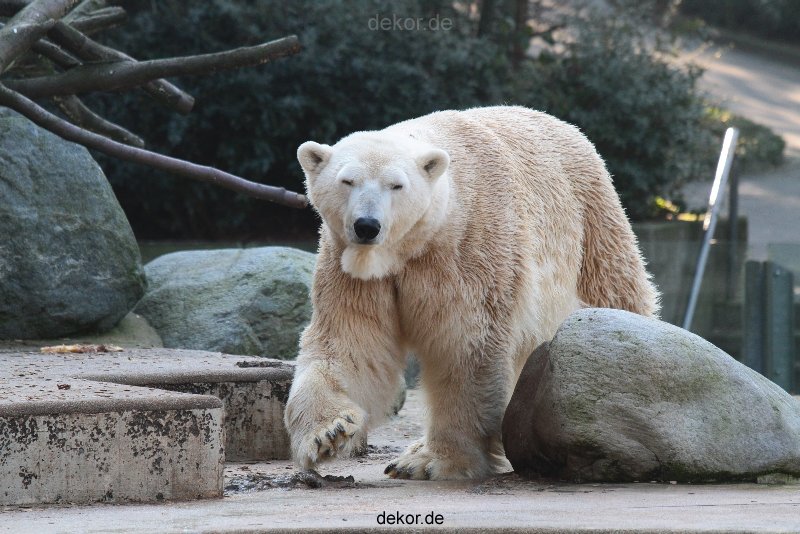 zoo-wuppertal-eisbaeren-017