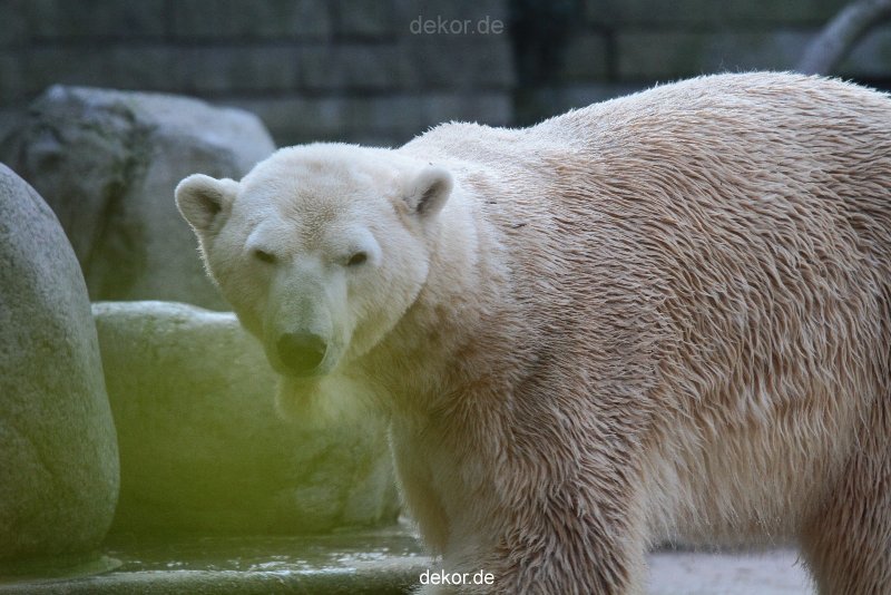 zoo-wuppertal-eisbaeren-018