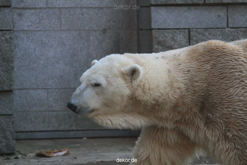 zoo-wuppertal-eisbaeren-019
