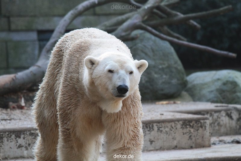 zoo-wuppertal-eisbaeren-021