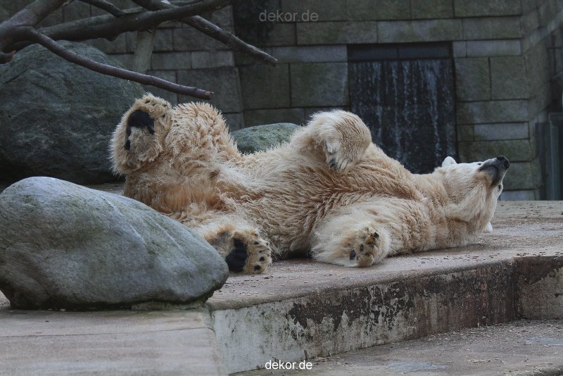 zoo-wuppertal-eisbaeren-022