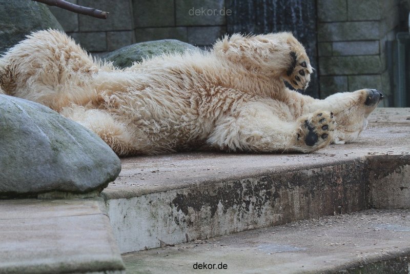 zoo-wuppertal-eisbaeren-023