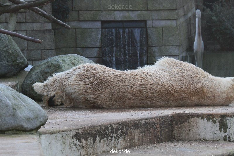 zoo-wuppertal-eisbaeren-025