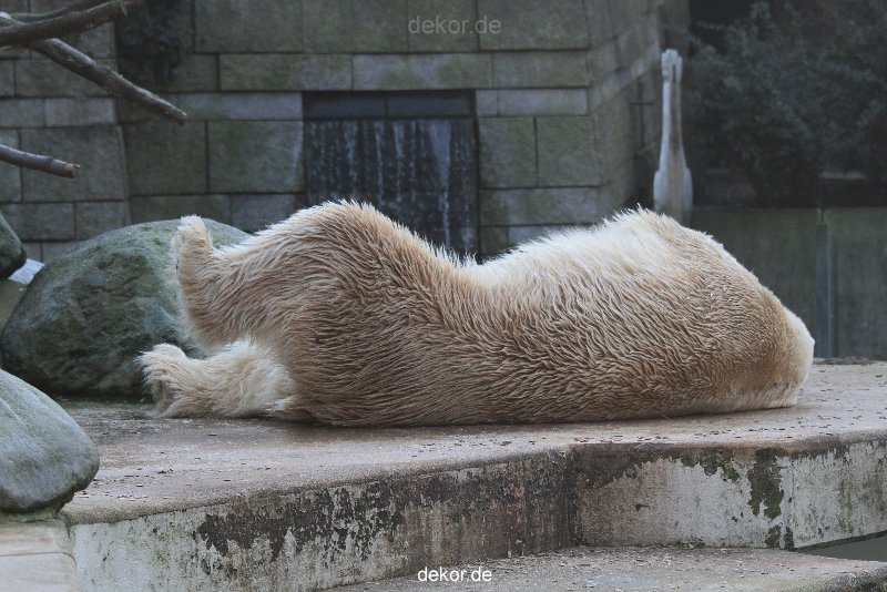 zoo-wuppertal-eisbaeren-027