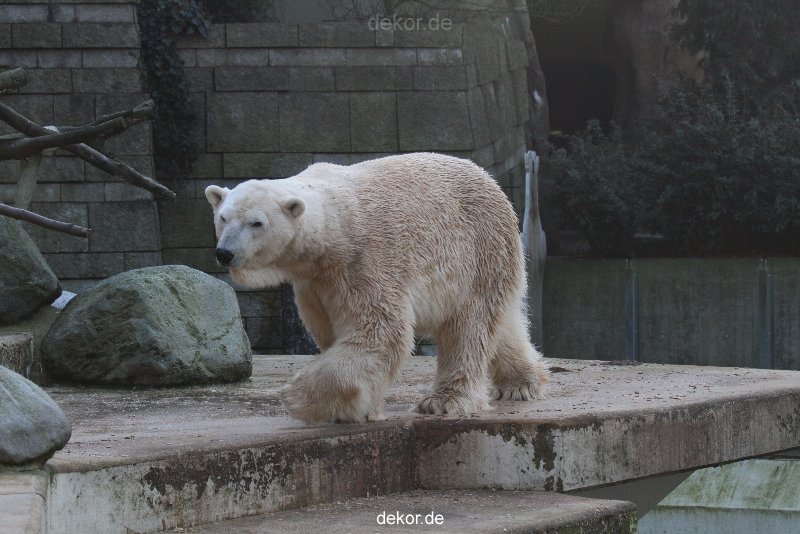 zoo-wuppertal-eisbaeren-028