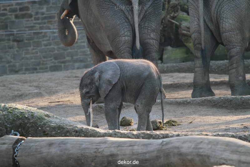zoo-wuppertal-elefanten-03-001