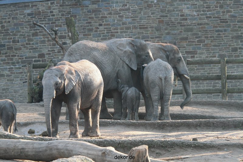 zoo-wuppertal-elefanten-03-002