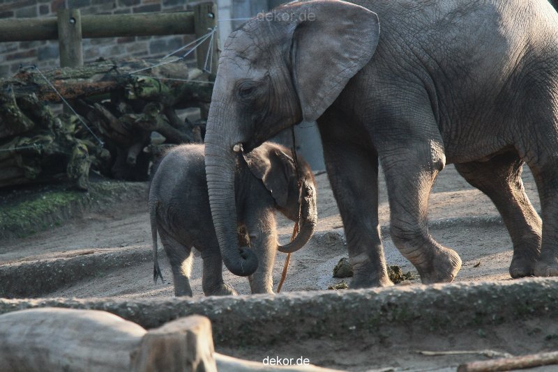 zoo-wuppertal-elefanten-03-007