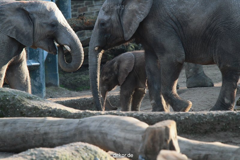 zoo-wuppertal-elefanten-03-008