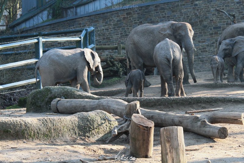 zoo-wuppertal-elefanten-03-010