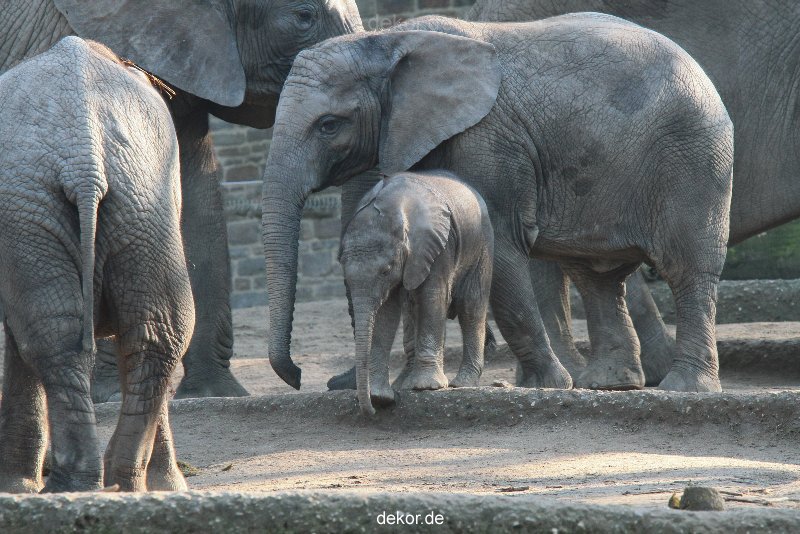 zoo-wuppertal-elefanten-03-011