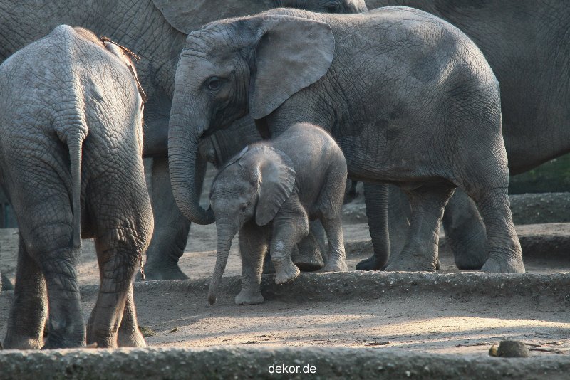 zoo-wuppertal-elefanten-03-012