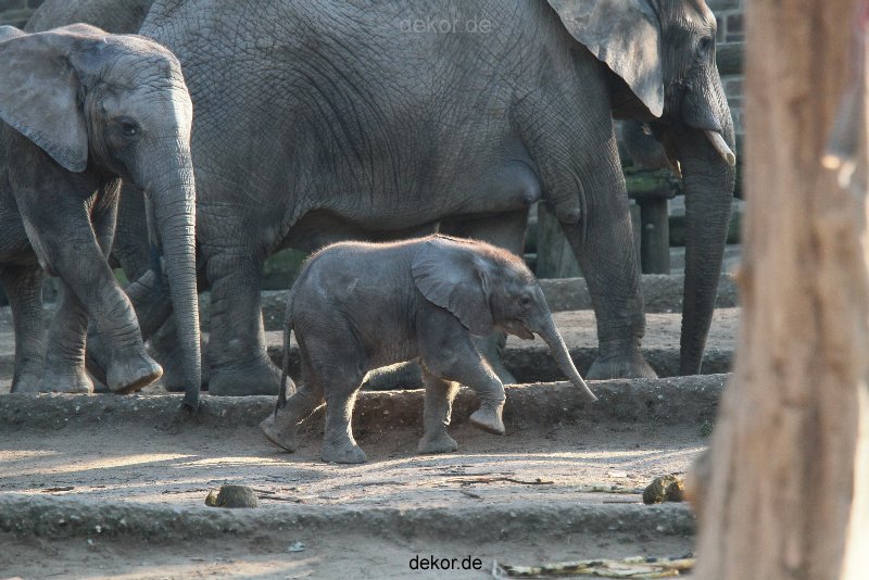 zoo-wuppertal-elefanten-03-016