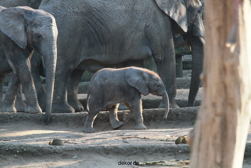 zoo-wuppertal-elefanten-03-017