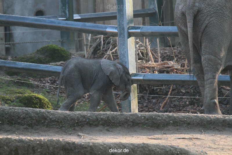 zoo-wuppertal-elefanten-03-019