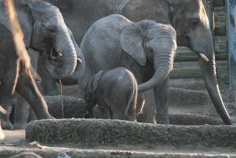 zoo-wuppertal-elefanten-03-020