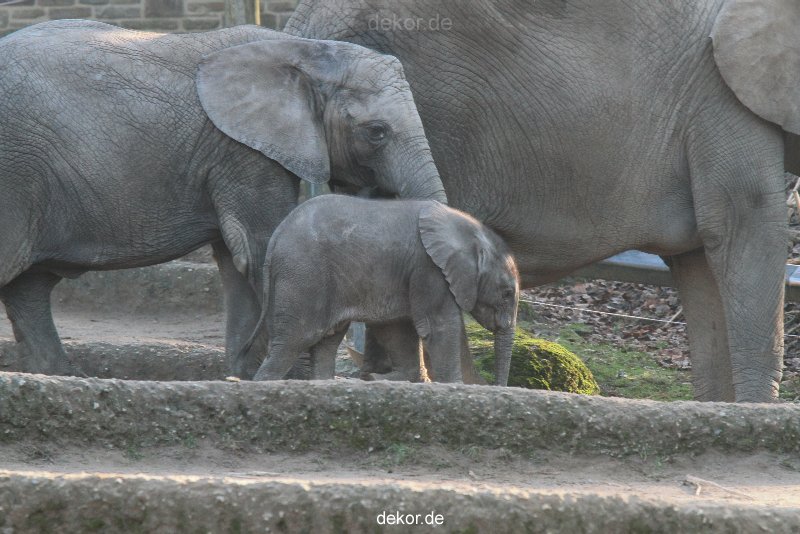 zoo-wuppertal-elefanten-03-022