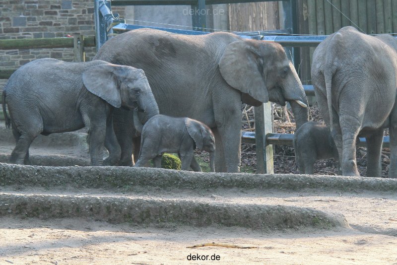 zoo-wuppertal-elefanten-03-023