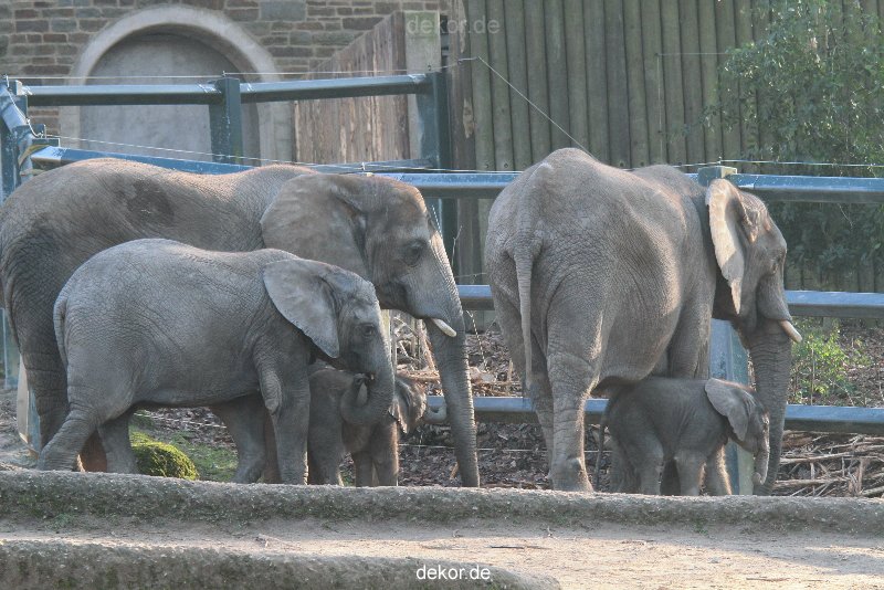 zoo-wuppertal-elefanten-03-025