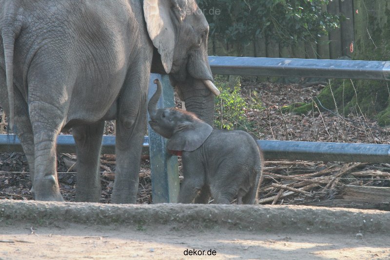 zoo-wuppertal-elefanten-03-026
