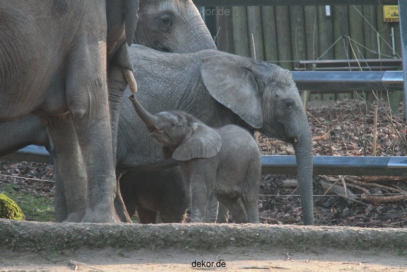 zoo-wuppertal-elefanten-03-030