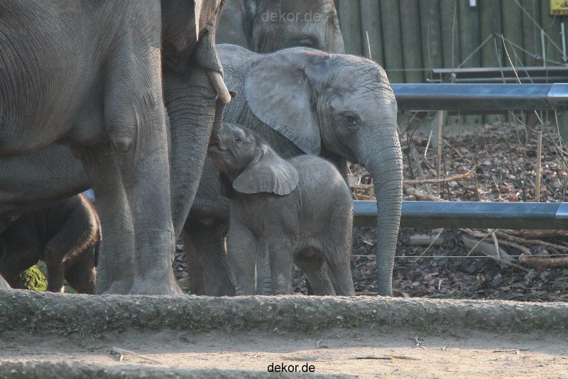 zoo-wuppertal-elefanten-03-032