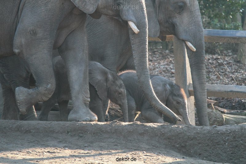 zoo-wuppertal-elefanten-03-033