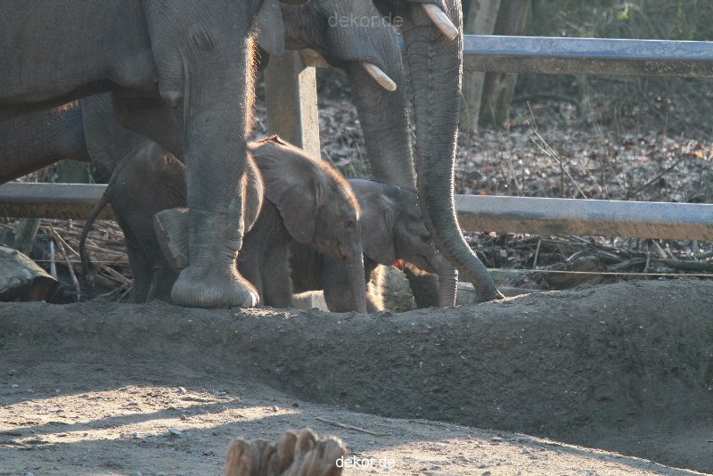 zoo-wuppertal-elefanten-03-034