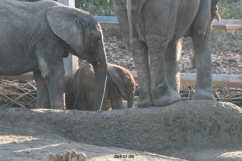 zoo-wuppertal-elefanten-03-038