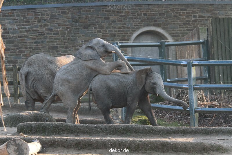 zoo-wuppertal-elefanten-03-039