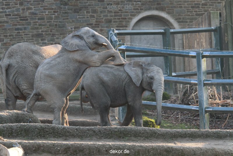 zoo-wuppertal-elefanten-03-040