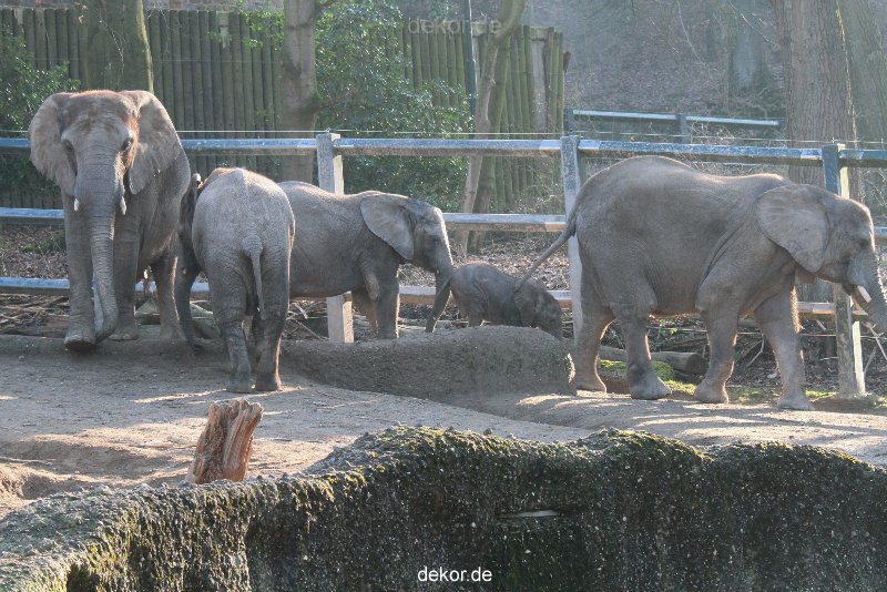 zoo-wuppertal-elefanten-03-043