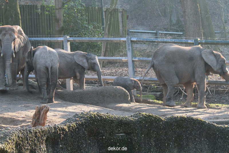 zoo-wuppertal-elefanten-03-044