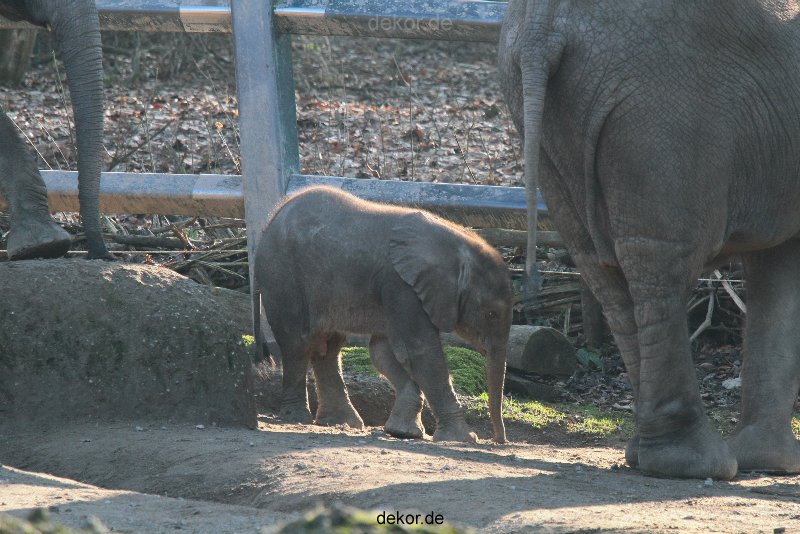 zoo-wuppertal-elefanten-03-046