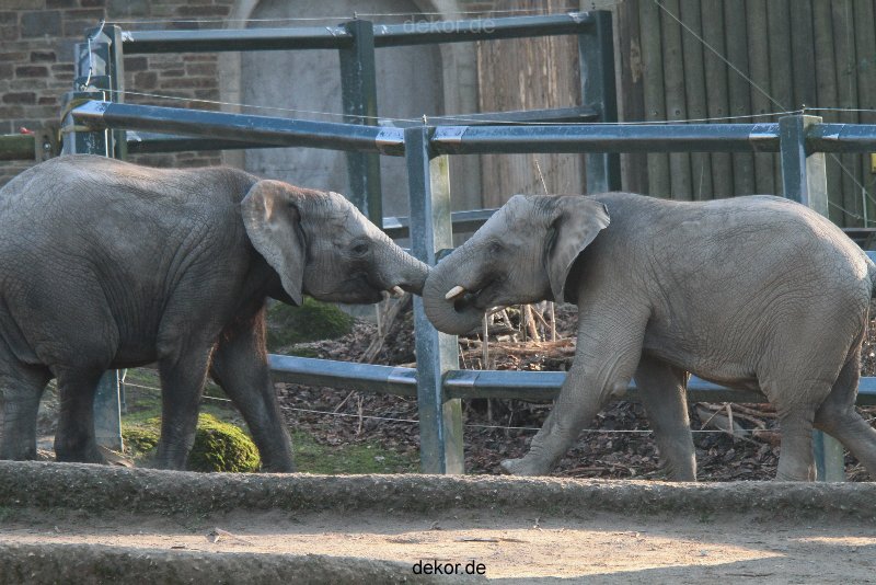 zoo-wuppertal-elefanten-03-049