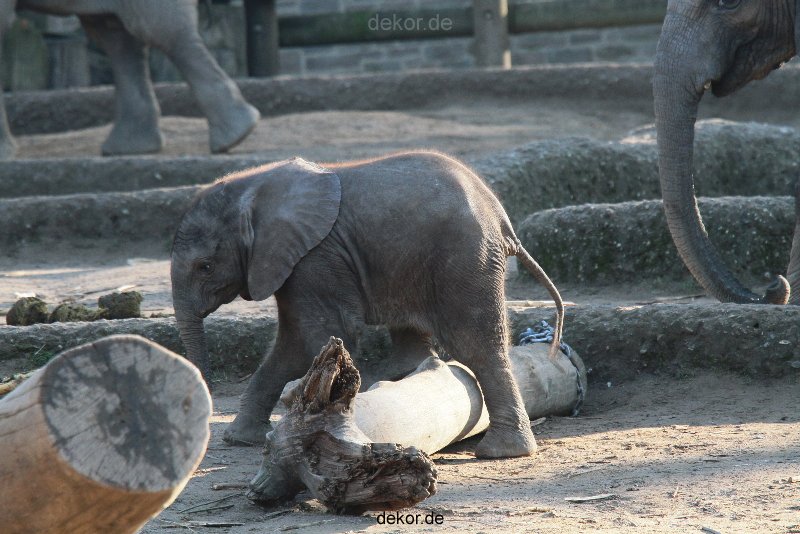 zoo-wuppertal-elefanten-03-055
