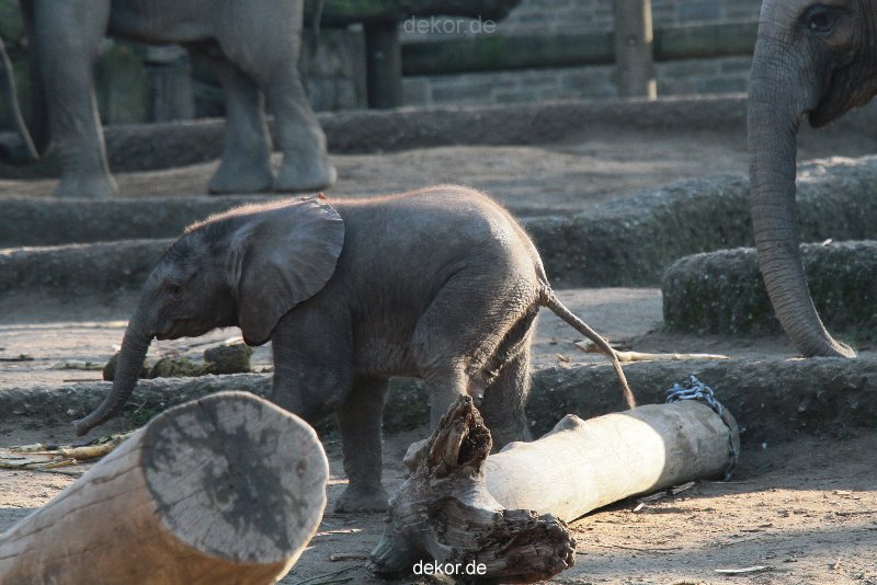 zoo-wuppertal-elefanten-03-057