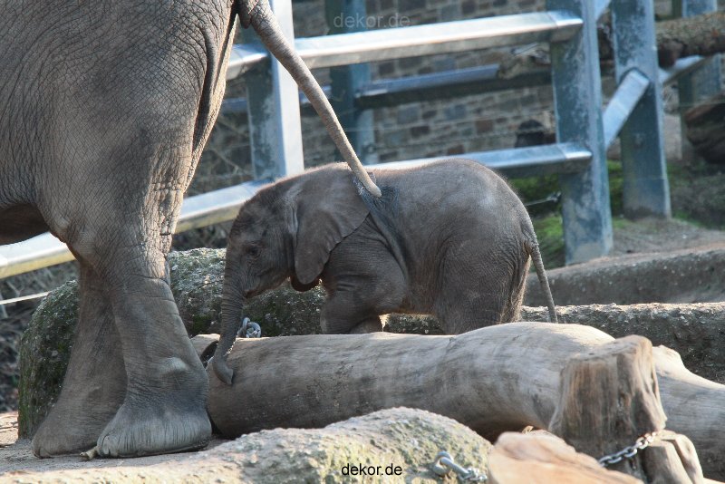 zoo-wuppertal-elefanten-03-058