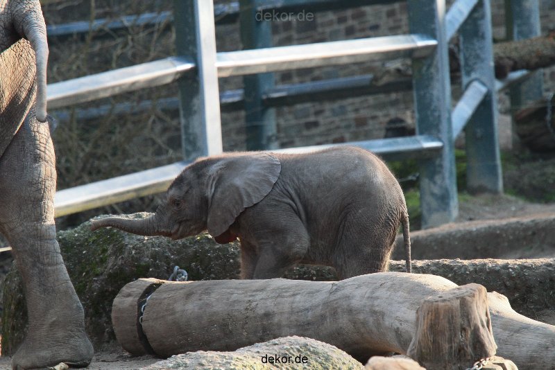 zoo-wuppertal-elefanten-03-059