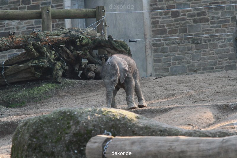 zoo-wuppertal-elefanten-03-060