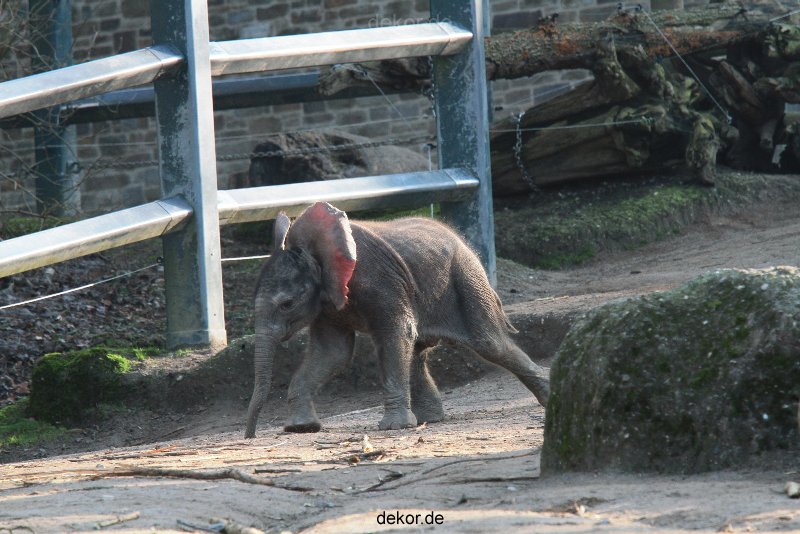 zoo-wuppertal-elefanten-03-063