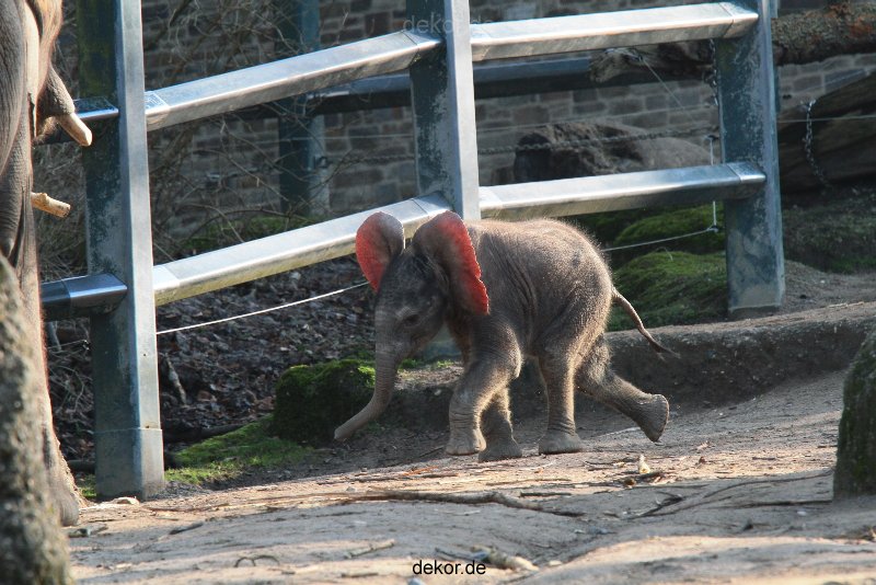 zoo-wuppertal-elefanten-03-064