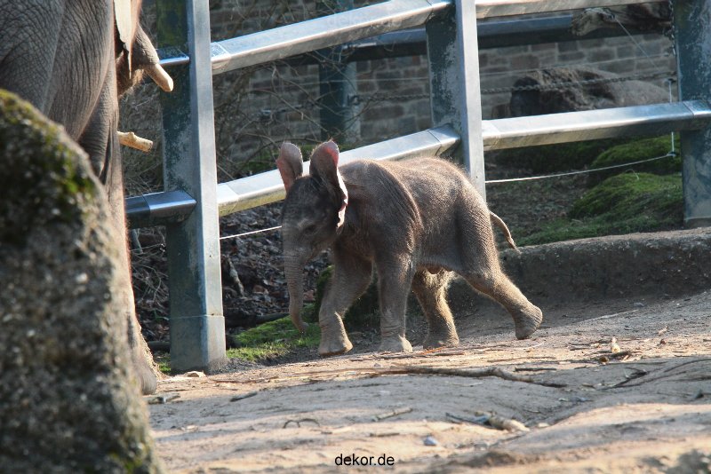 zoo-wuppertal-elefanten-03-065