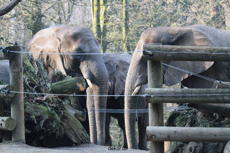 zoo-wuppertal-elefanten-03-071