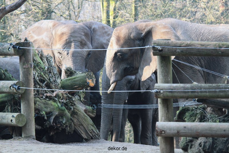 zoo-wuppertal-elefanten-03-072