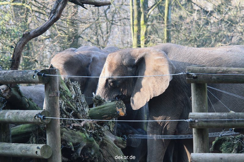zoo-wuppertal-elefanten-03-073
