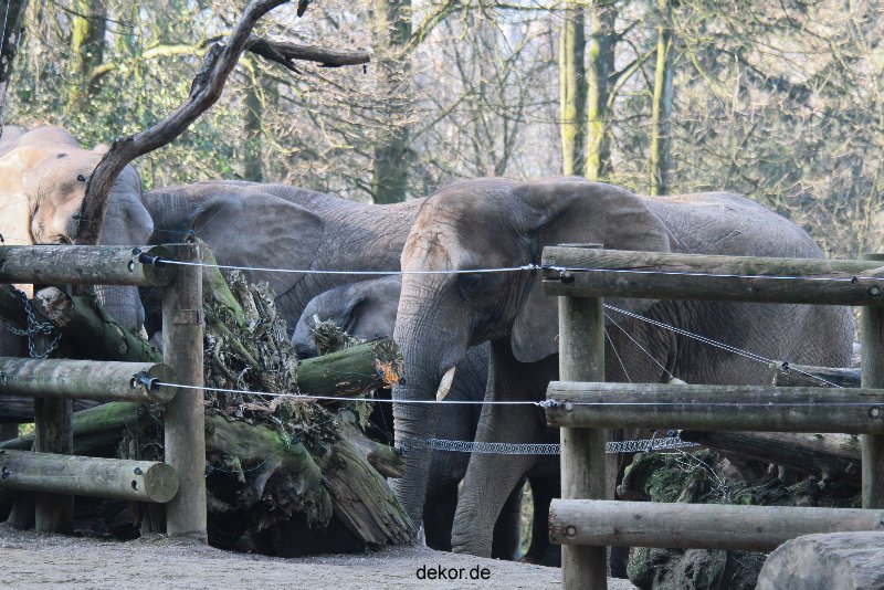 zoo-wuppertal-elefanten-03-075